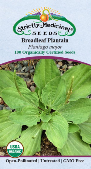Color Broadleaf Plantain (Plantago major) Seed Packet, Organic
